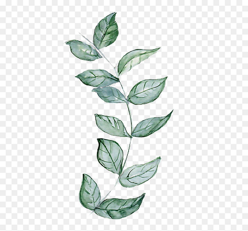 #twig #branches #branch #aquarelle #leaf #leaves - Twig, HD Png Download - branch with leaves png