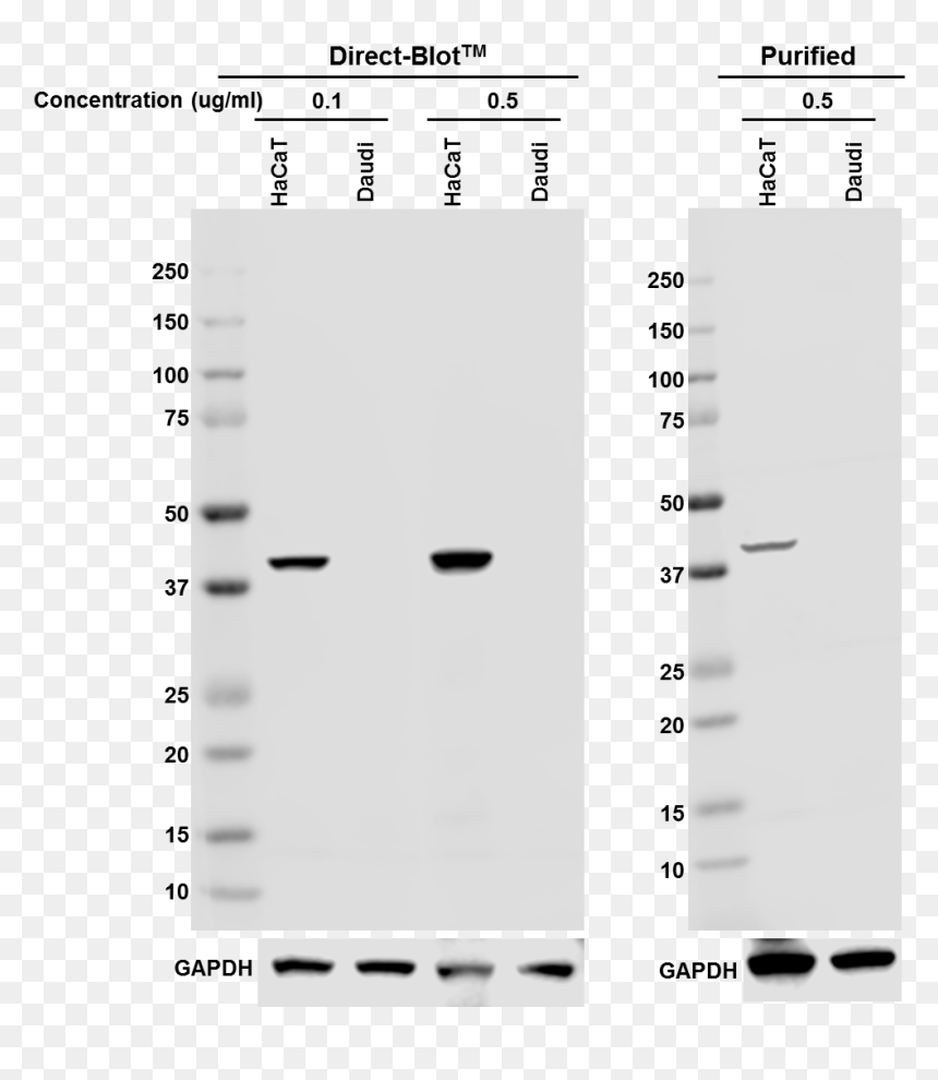 A53-bslasha2 Hrp Cytokeratin19 Antibody - Monochrome, HD Png Download - slash line png