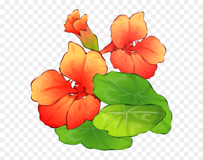 Transparent Summer Background Png - Nasturtium Flower Clip Art, Png Download - summer background png