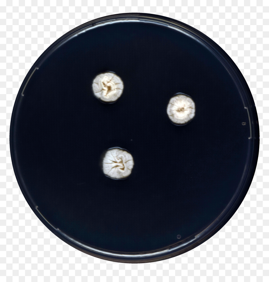 Aspergillus Shendaweii Cya - Circle, HD Png Download - gramophone png