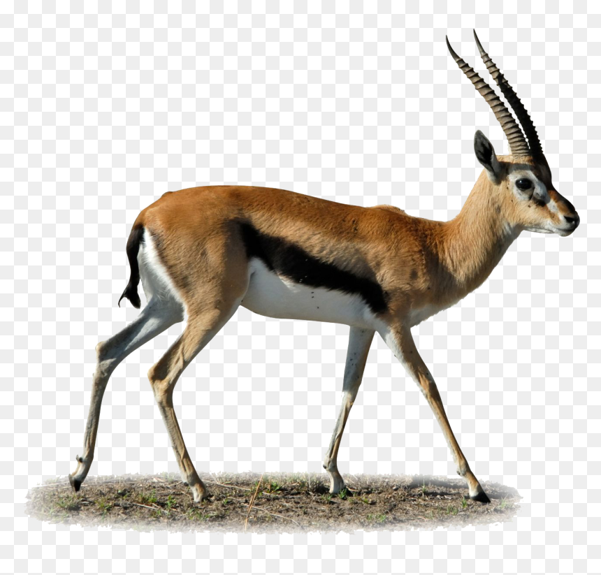 Gazelle Clipart - Gazelle Png, Transparent Png - dolphin clipart png