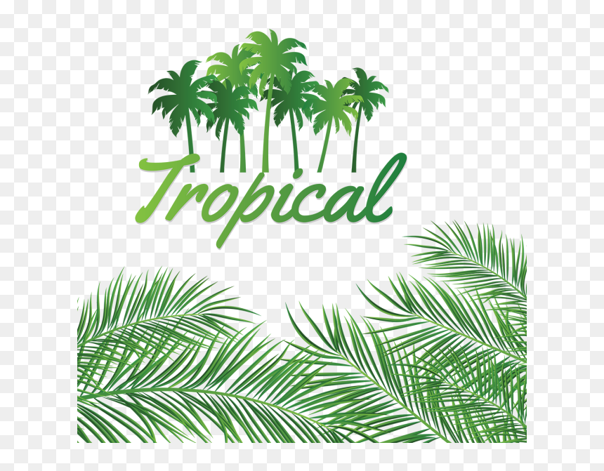 Leaves Decoration With Tropical Coconut Background, - Linux Networking, HD Png Download - tropical background png