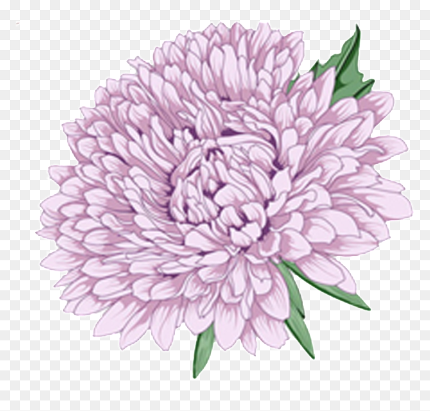 Delicate Purple Hand Drawn Chrysanthemum Decorative - Flower, HD Png Download - purple divider png