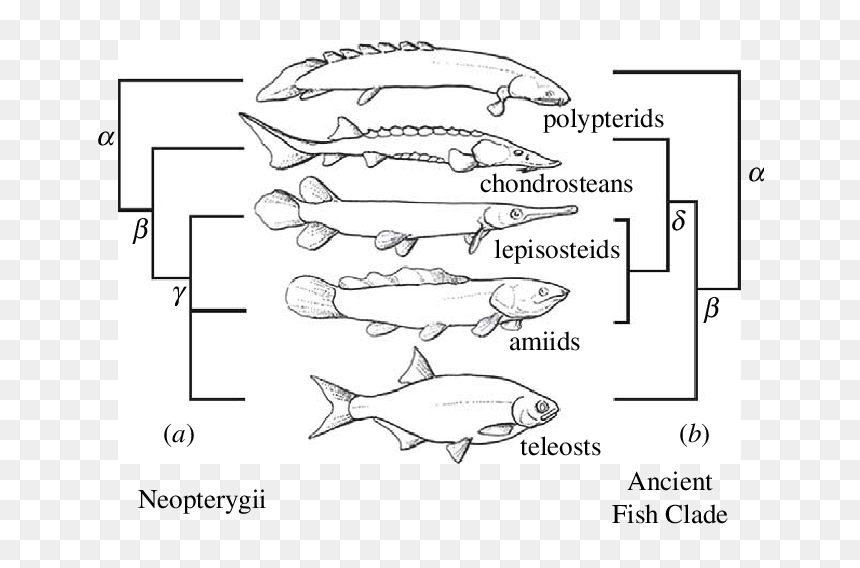 Alternative Trees And Group Names Of The Major Living - Sister Group Of Fish, HD Png Download - group of trees png