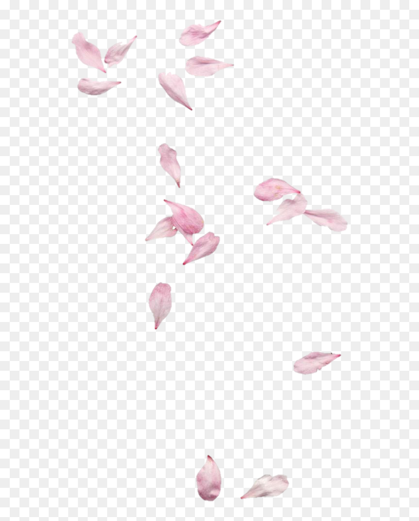 Petals Png, Transparent Png - petalos png