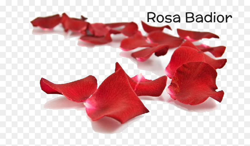 Transparent Petalos De Rosa Png - Petal, Png Download - petalos png