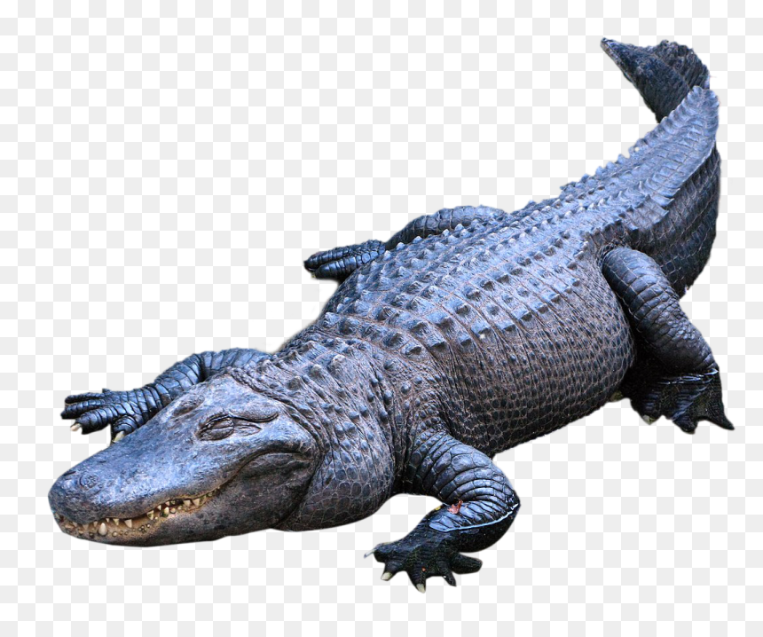 Clip Art Image Of Alligator, HD Png Download - cartoon alligator png