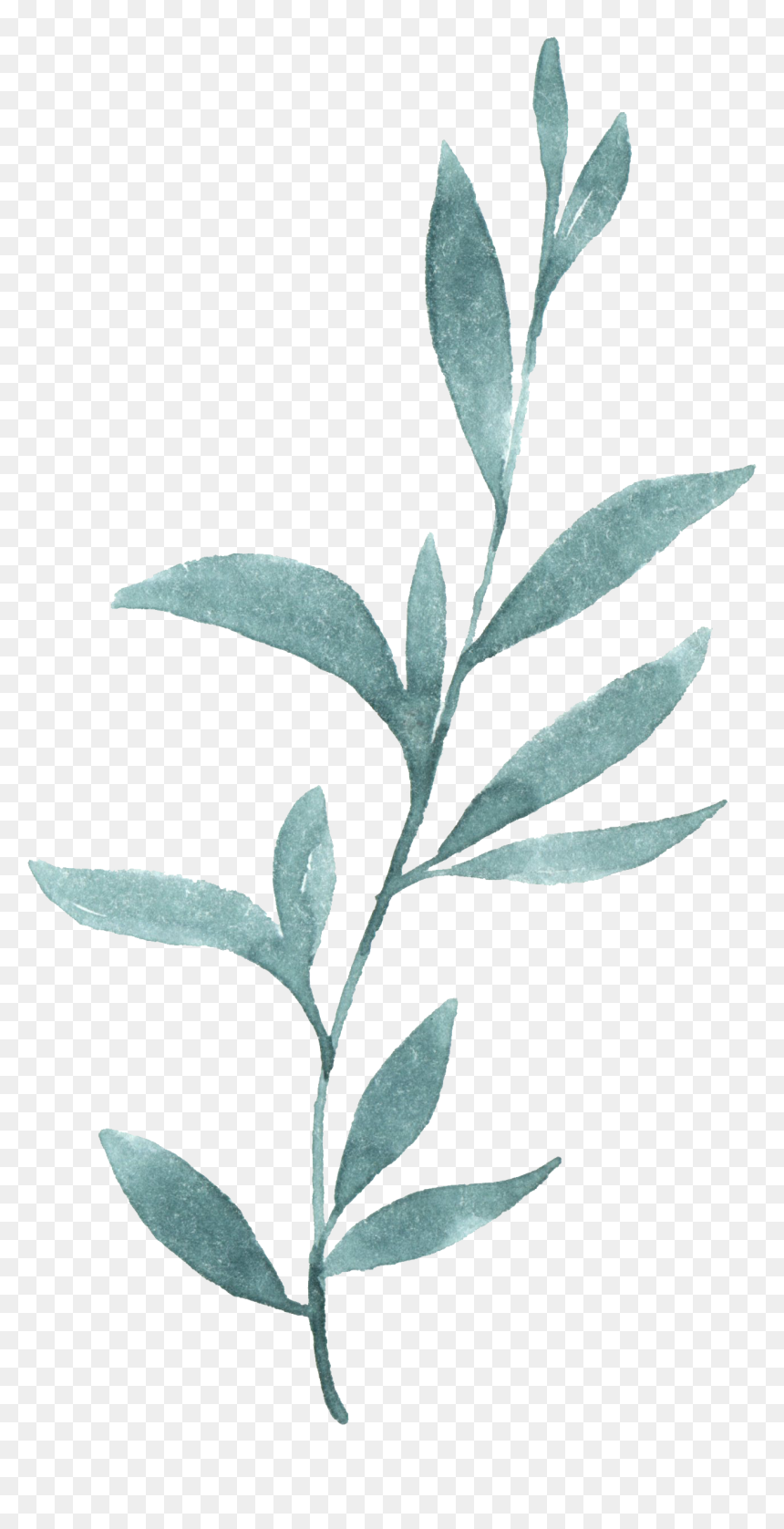 Russian Olive, HD Png Download - watercolor plants png