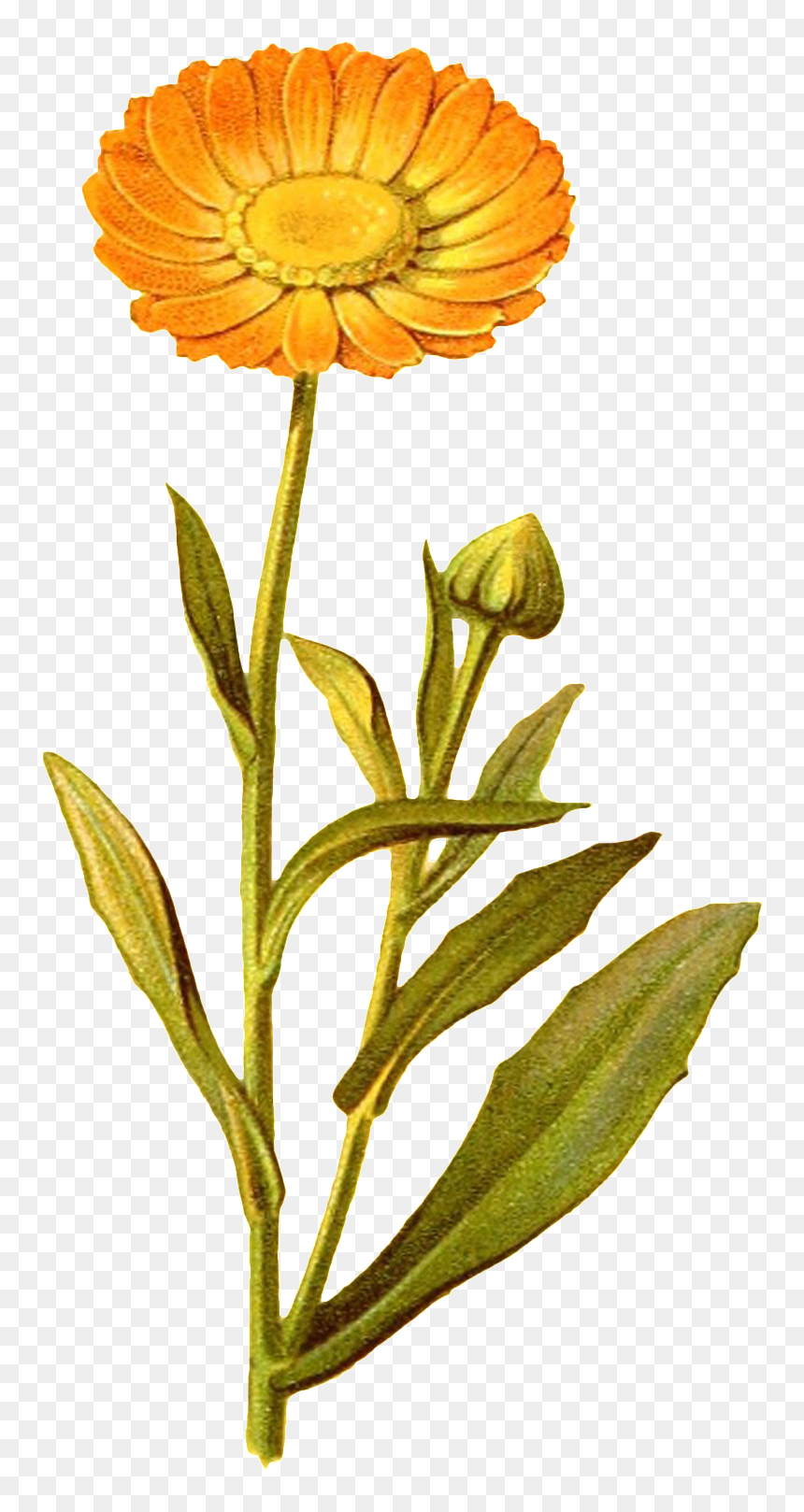 Yellow Flower Transparent Decorative - Sunflower, HD Png Download - watercolor plants png