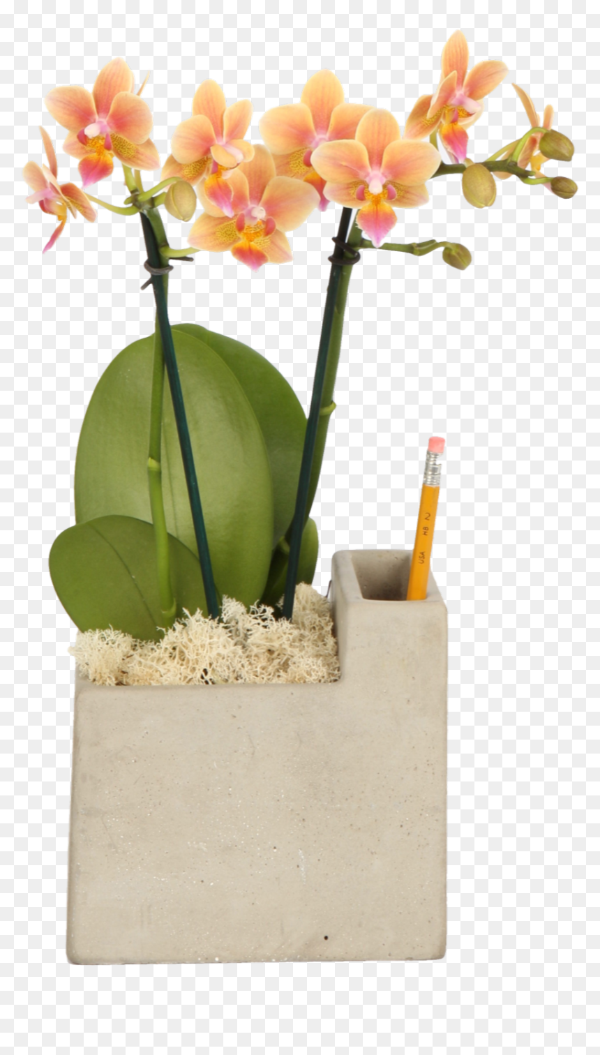 Cattlianthe Jewel Box, HD Png Download - desk plant png