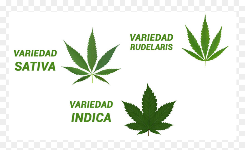 Cannabis Leaf, HD Png Download - cigarro marihuana png