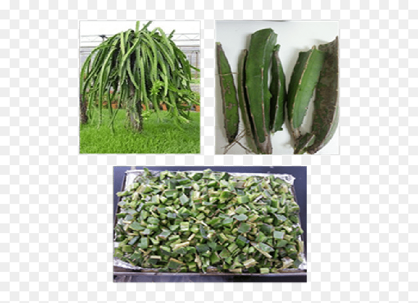 Dragon Fruit Plant, HD Png Download - dragon fruit png