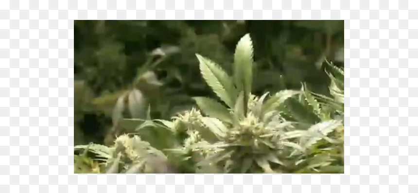 Polémica Sobre La Marihuana Medicinal - Bud, HD Png Download - cigarro marihuana png