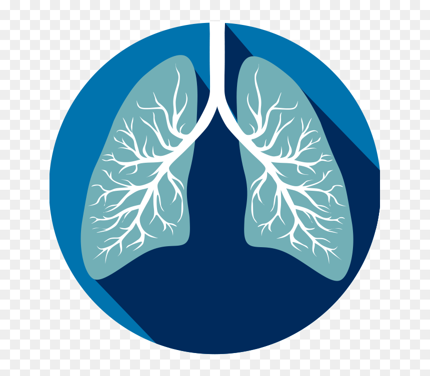 Transparent Respiratory System Clipart - Human Lungs Clipart, HD Png Download - lung png