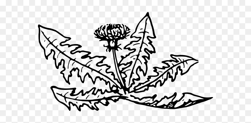 Dandelion-1574855073 - Free Dandelion Plant Line Drawing, HD Png Download - dandelion clipart png