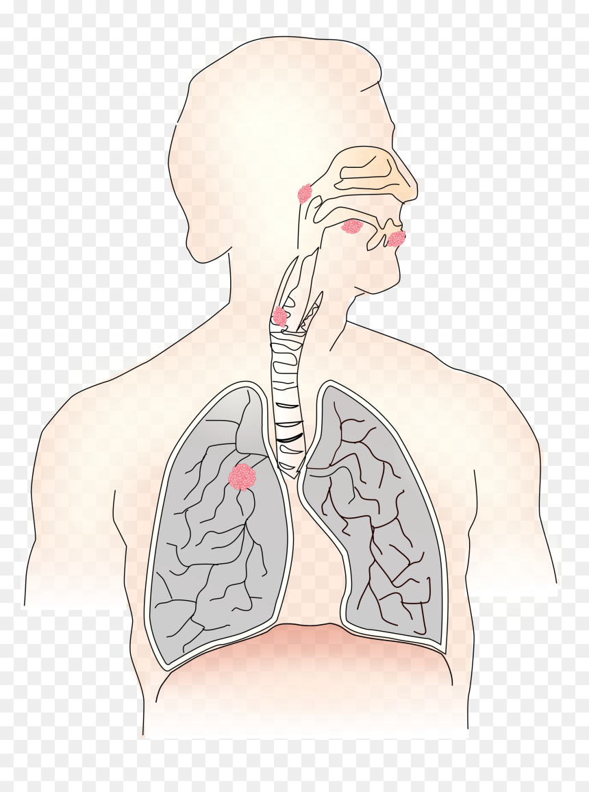 Transparent Boobs Clipart - Our Lungs, HD Png Download - lung png