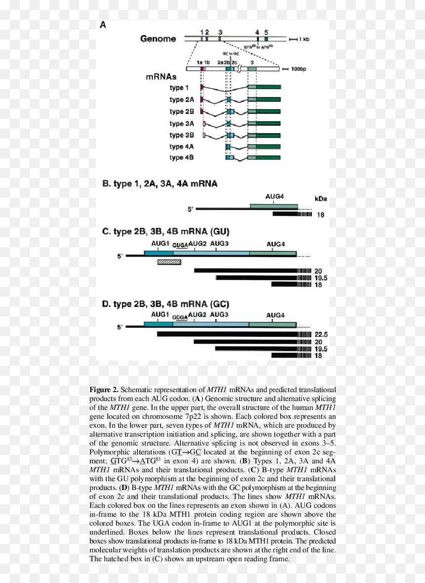 Document, HD Png Download - human cell png