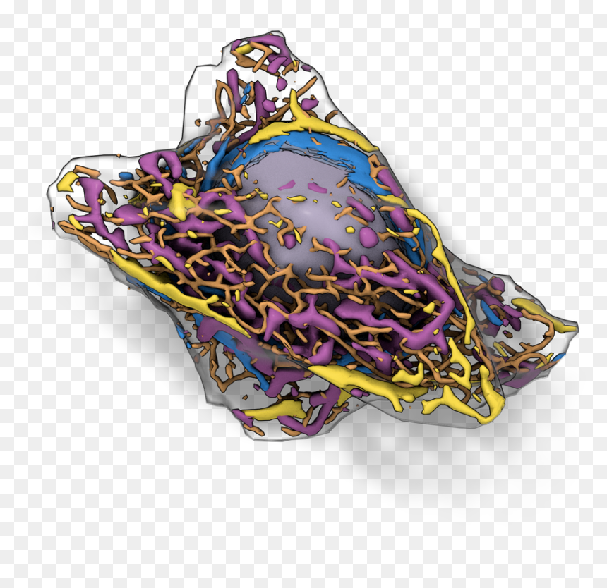 Allen Cell, HD Png Download - human cell png