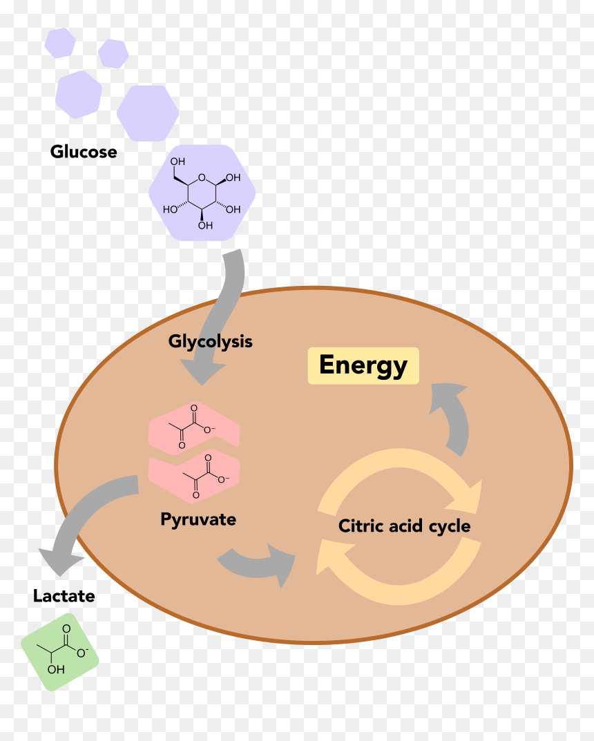 Human Cell Png, Transparent Png - human cell png
