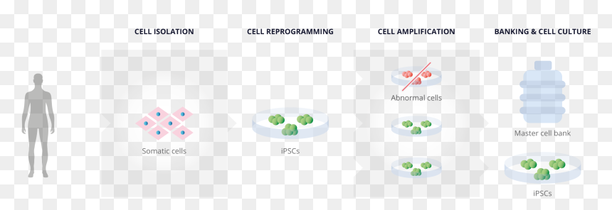 Cell Reprogramming - Xbox 360, HD Png Download - human cell png