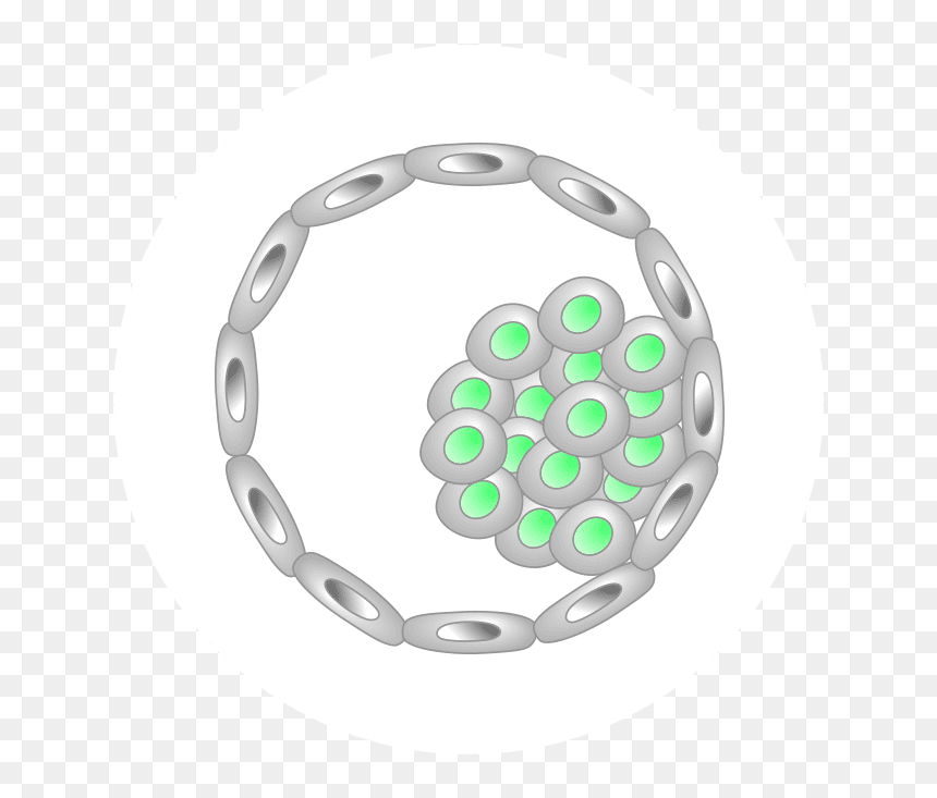 Embryo Icon - Circle, HD Png Download - human cell png