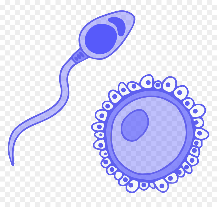 Image Of Blue Germ Cells, Sperm And Ovum - Sexual Reproduction Clipart, HD Png Download - human cell png