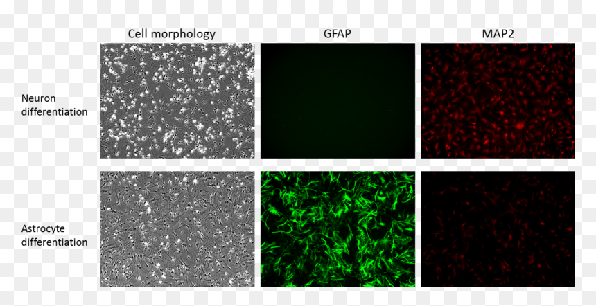 Human Neural Cortex Stem Cell Lines Were Differentiated - Neuronal Stem Cells Astrocyte Culture, HD Png Download - human cell png