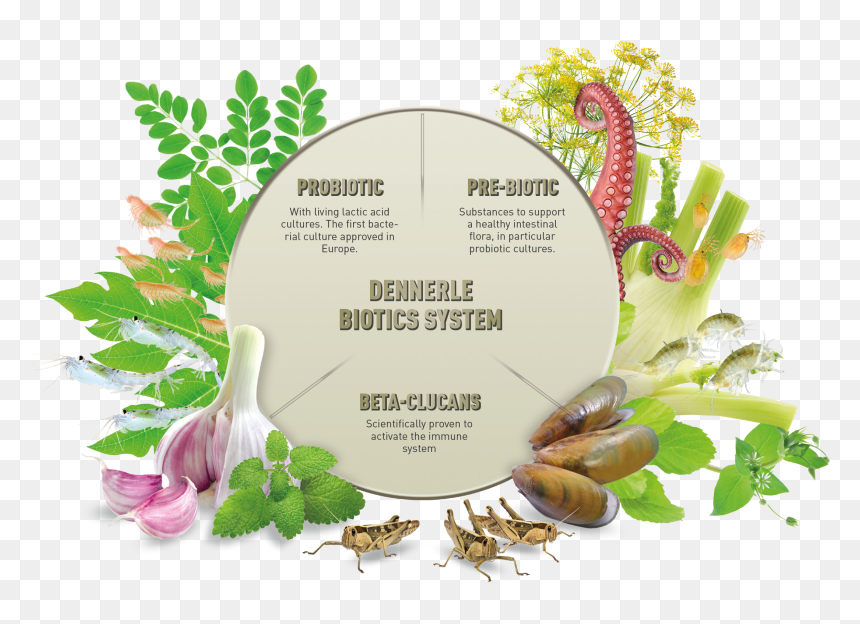 Illustration, HD Png Download - beta fish png