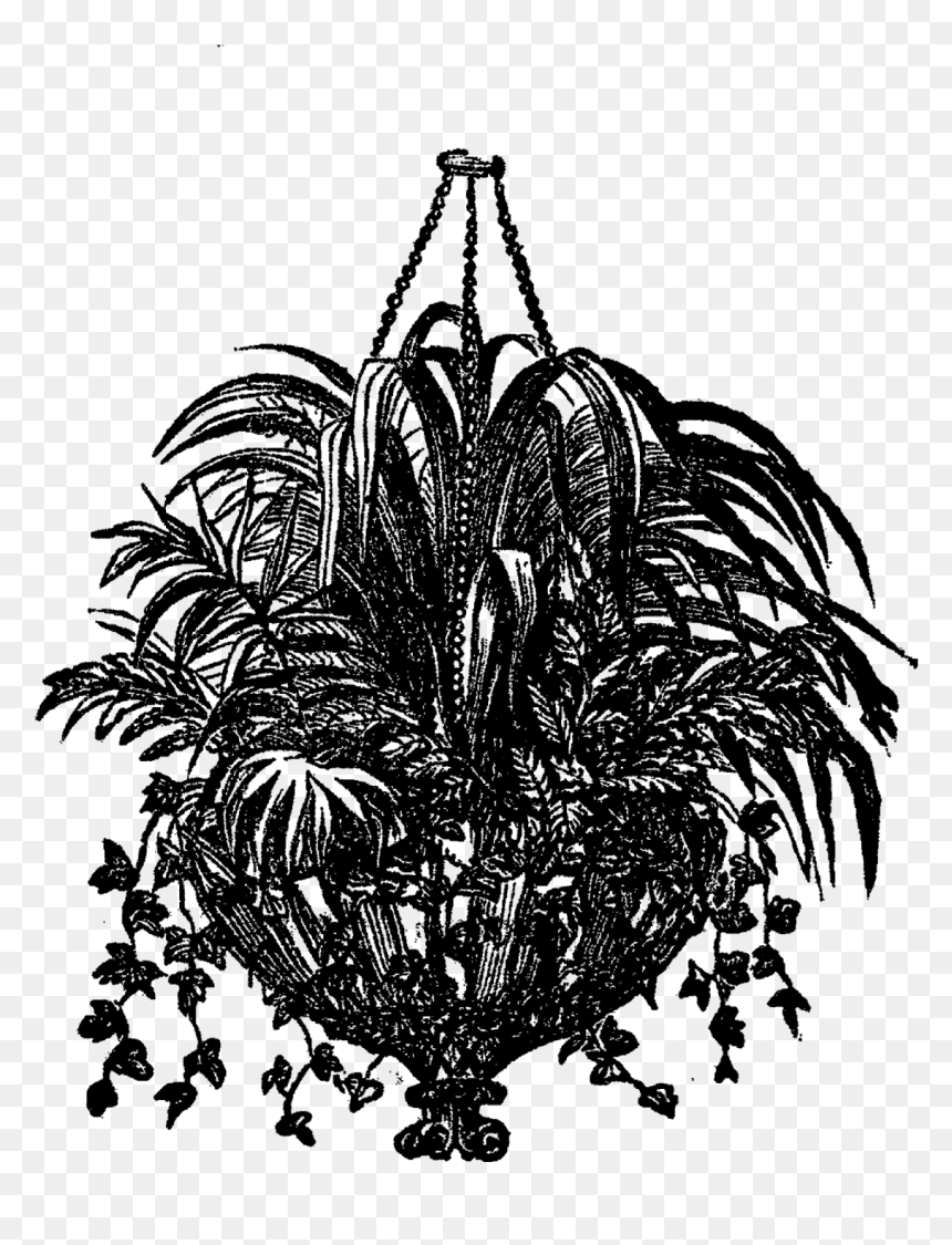 Black And White Plant Hanging Drawing Transparent, HD Png Download - hanging ivy png