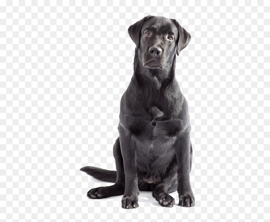 Labrador Png Clipart - Black Labrador Retriever Png, Transparent Png - chocolate lab png