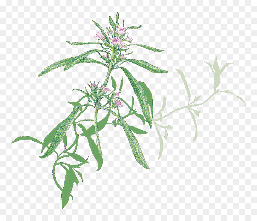 Savory, HD Png Download - hanging ivy png