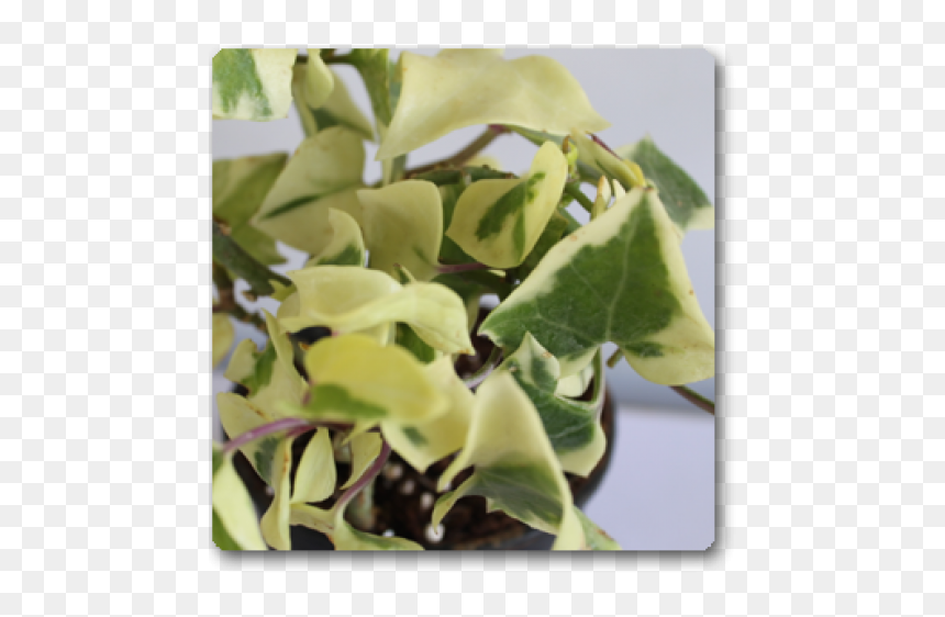 English Ivy In Hanging Baskets, HD Png Download - hanging ivy png
