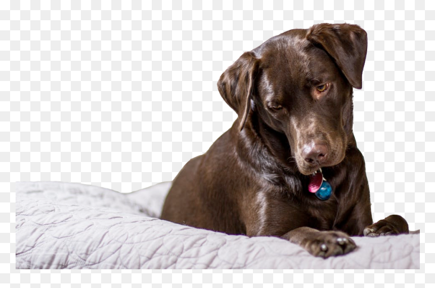 Dog, HD Png Download - chocolate lab png