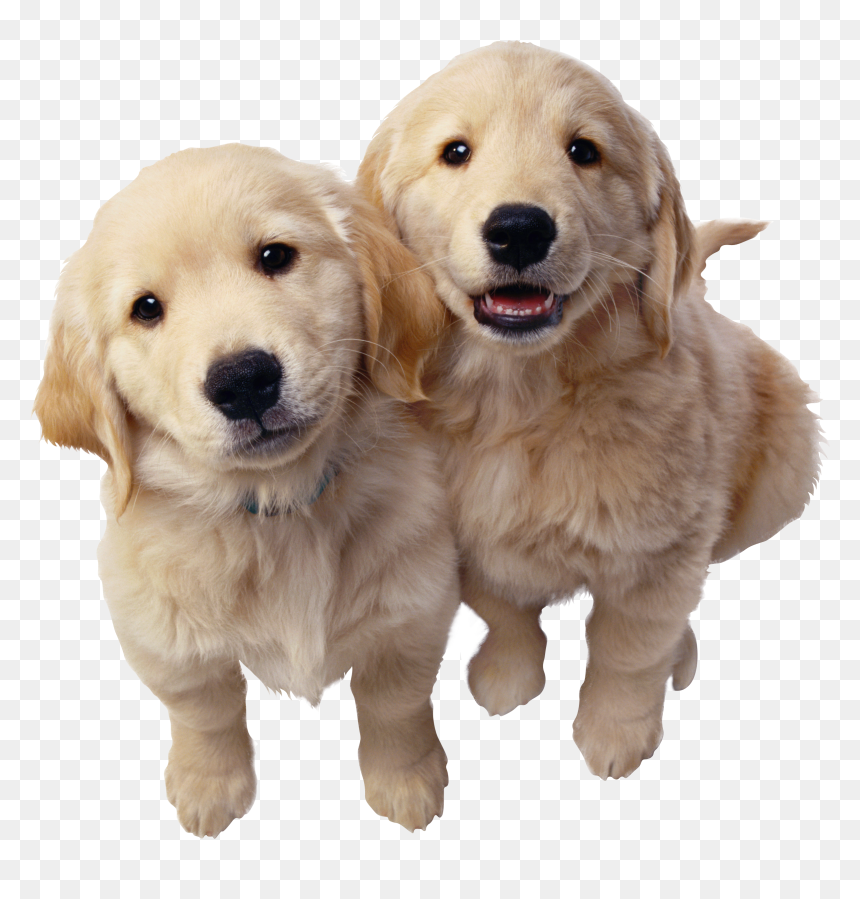 Transparent Golden Retriever Png - Golden Retriever Husky And German Shepherd, Png Download - chocolate lab png