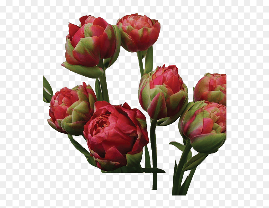 Protea, HD Png Download - hanging ivy png