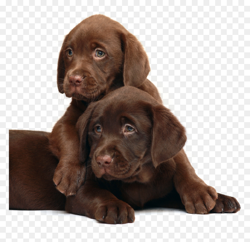 1 - Scottish Fold And Dog, HD Png Download - chocolate lab png