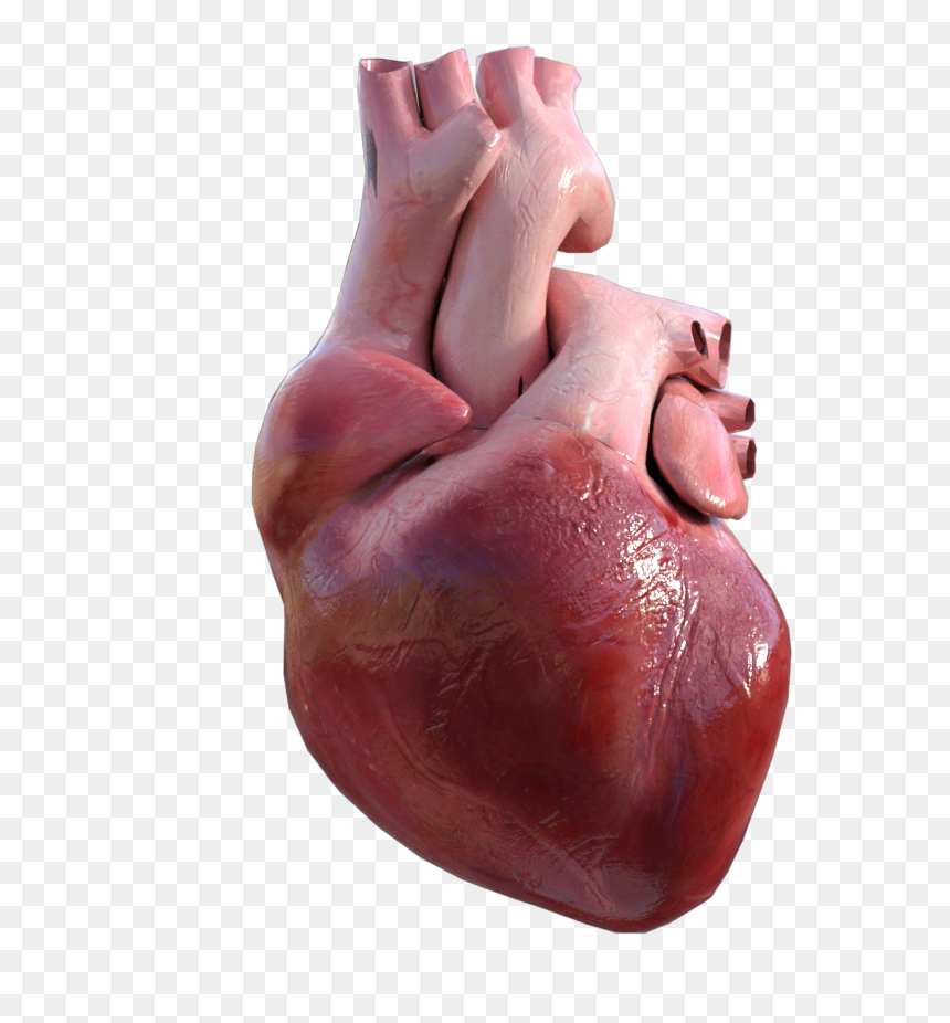 Earthenware, HD Png Download - anatomy png