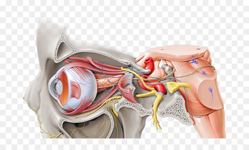 Maxillary Nerve Kenhub, HD Png Download - anatomy png