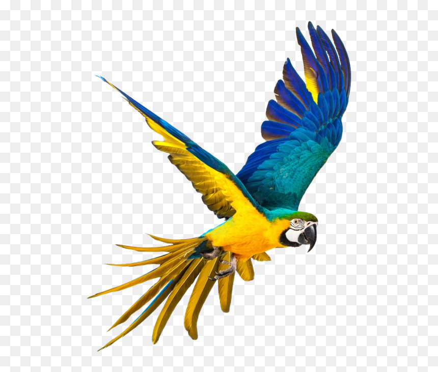 Blue And Yellow Macaw Png, Transparent Png - flying parrot png