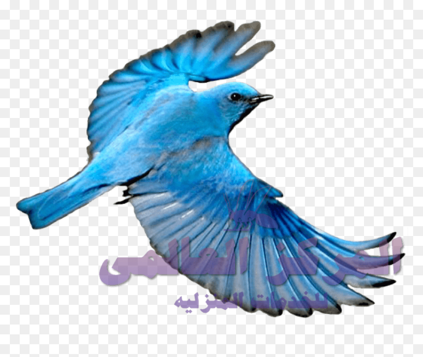 Blue Bird Transparent Background, HD Png Download - flying parrot png