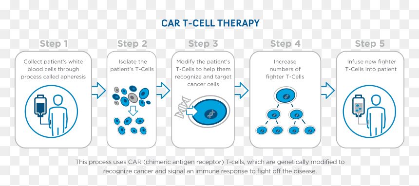 Car T Cell Therapy Steps, HD Png Download - blood cells png