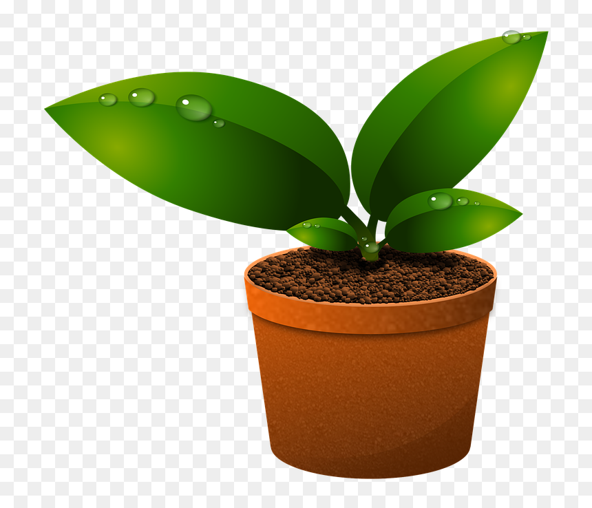 Green Leaves, Plants, Growth, Foliage, Vase, Vegetation - Components Of Ecosystem In Hindi, HD Png Download - green plants png