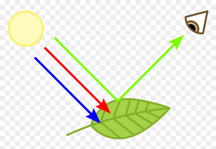 Chlorophyll Definition, HD Png Download - green plants png