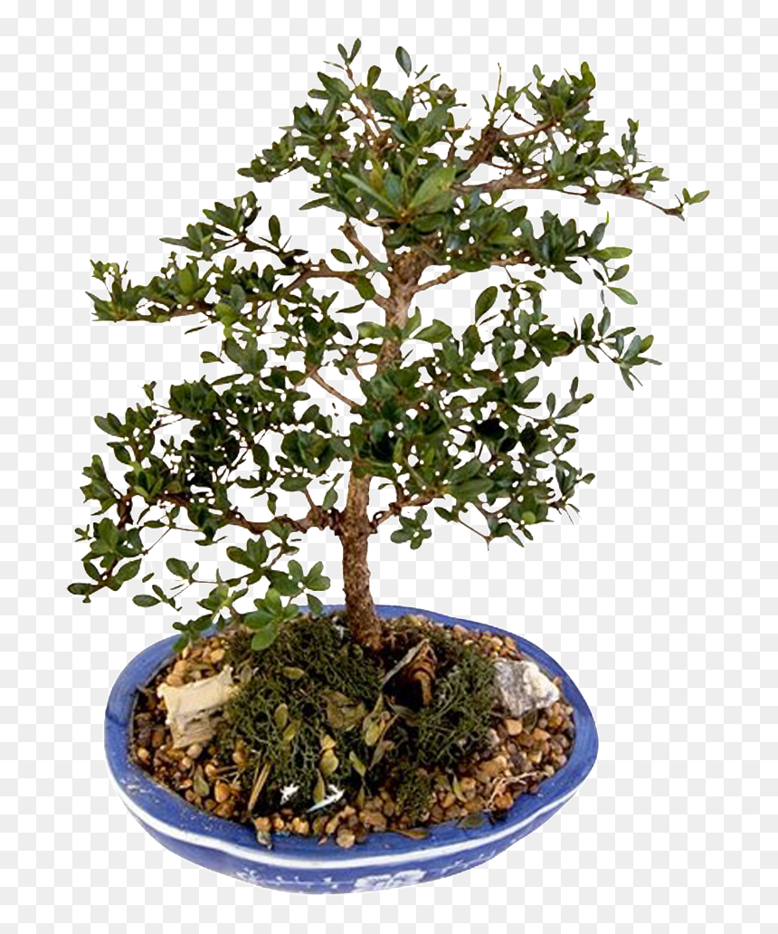 This Product Design Is Bonsai Potted Green Plants About - Sageretia Theezans, HD Png Download - green plants png