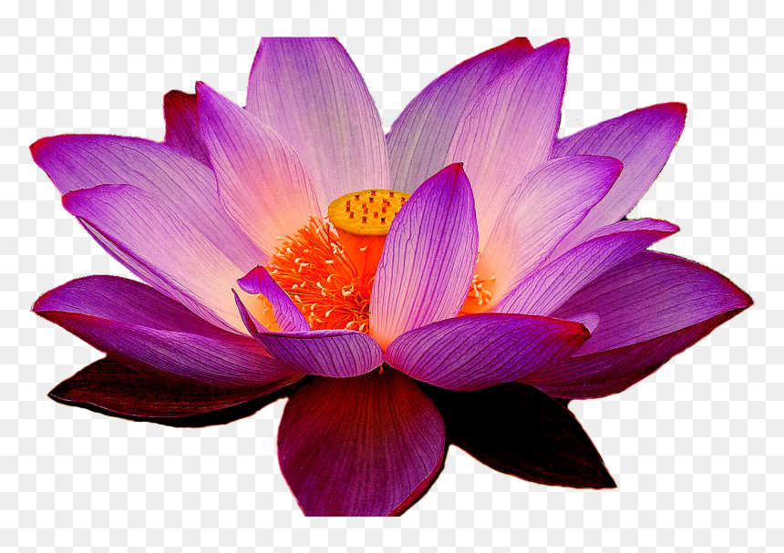 Hawaiian Flower Clipart Clipart & Vector Design - Transparent Purple Lotus Flower, HD Png Download - hawaiian flower vector png