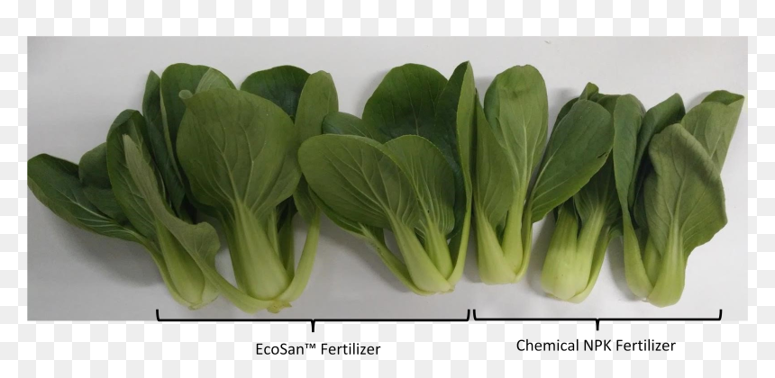 Transparent Bok Choy Png - Tatsoi, Png Download - bok choy png