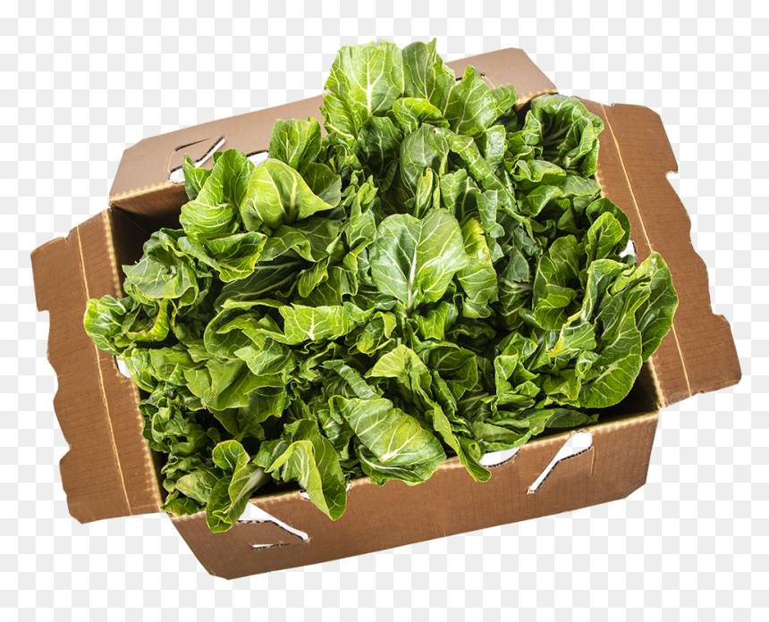 Flowerpot, HD Png Download - bok choy png