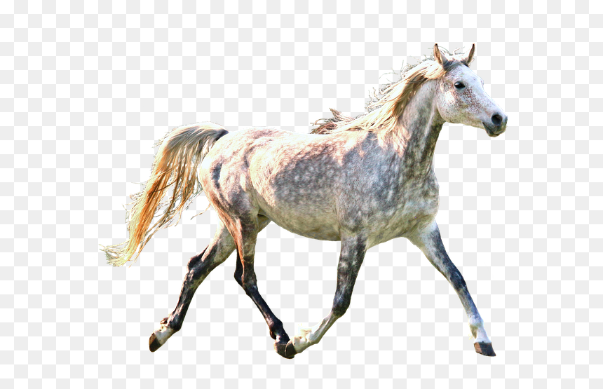 Horse, Trotting, Dapple, Gray, Grey, Equine, Running - Horse, HD Png Download - running horse png