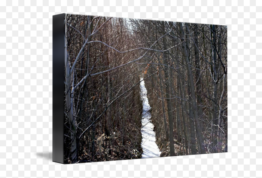 Clip Art Icy Forest - Canoe Birch, HD Png Download - sycamore tree png
