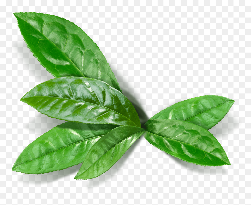 Matcha Leaf Png , Png Download - Matcha Leaf Png, Transparent Png - real weed leaf png